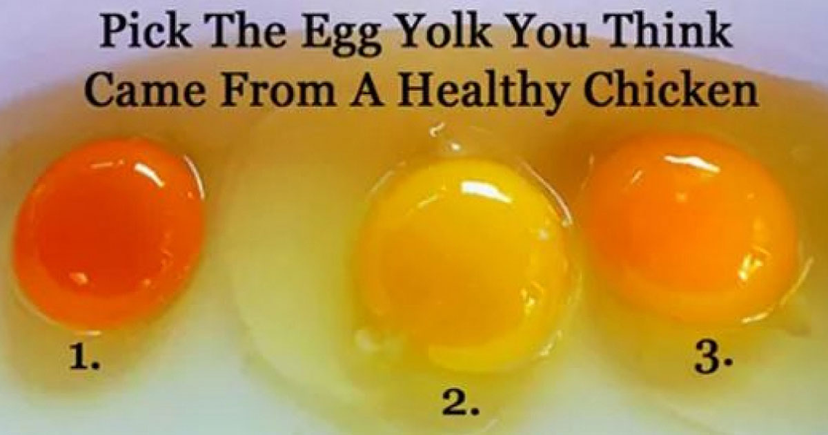 The Color Of Your Egg Yolk Can Tell You If The Egg Came From A Healthy Chicken