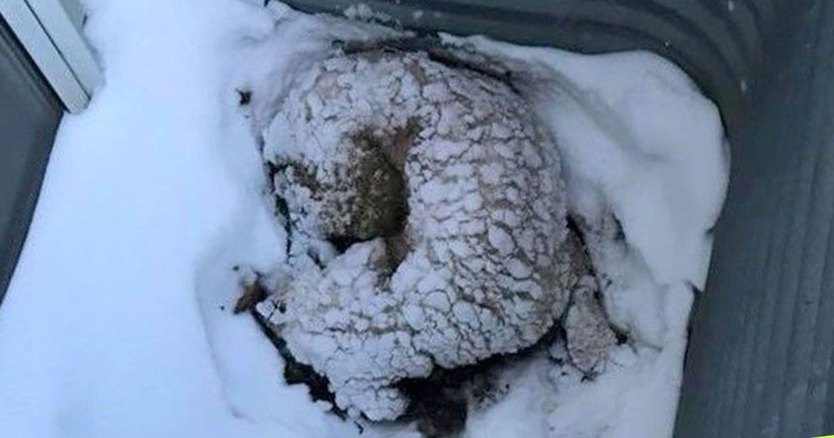 Dog Survives 5 Nights In The Bitter Minnesota Cold Huddled In Window Well
