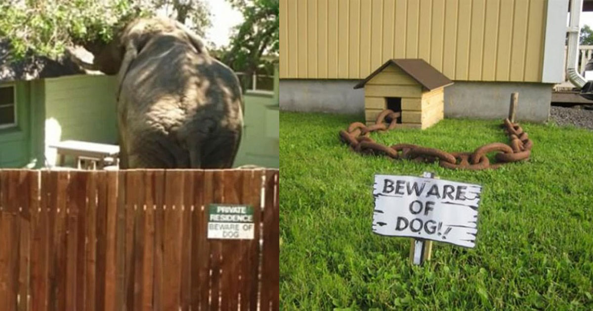 Funny 'Beware of the Dog' Signs That Are Probably More Scary Than The Dogs They Warn About