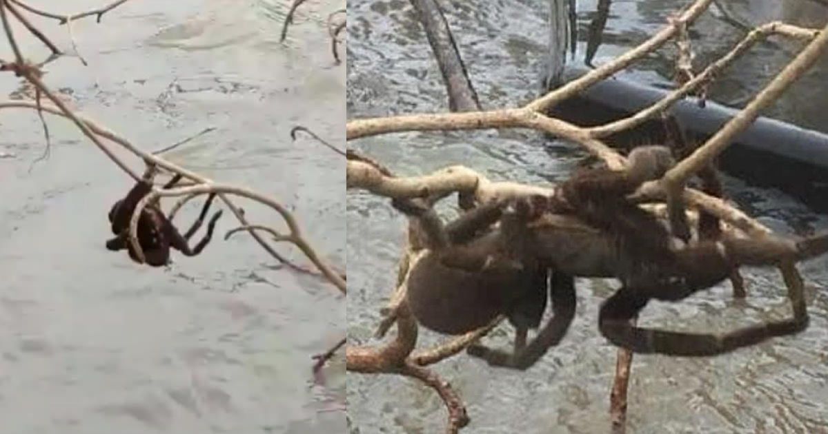 This Giant Spider Being Rescued From Australian Flood Waters Will Forever Haunt Your Dreams