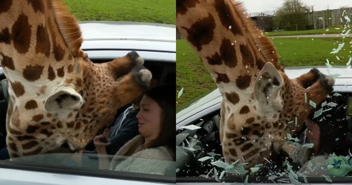 Giraffe Smashes Car Window To Smithereens In This Safari Park Incident