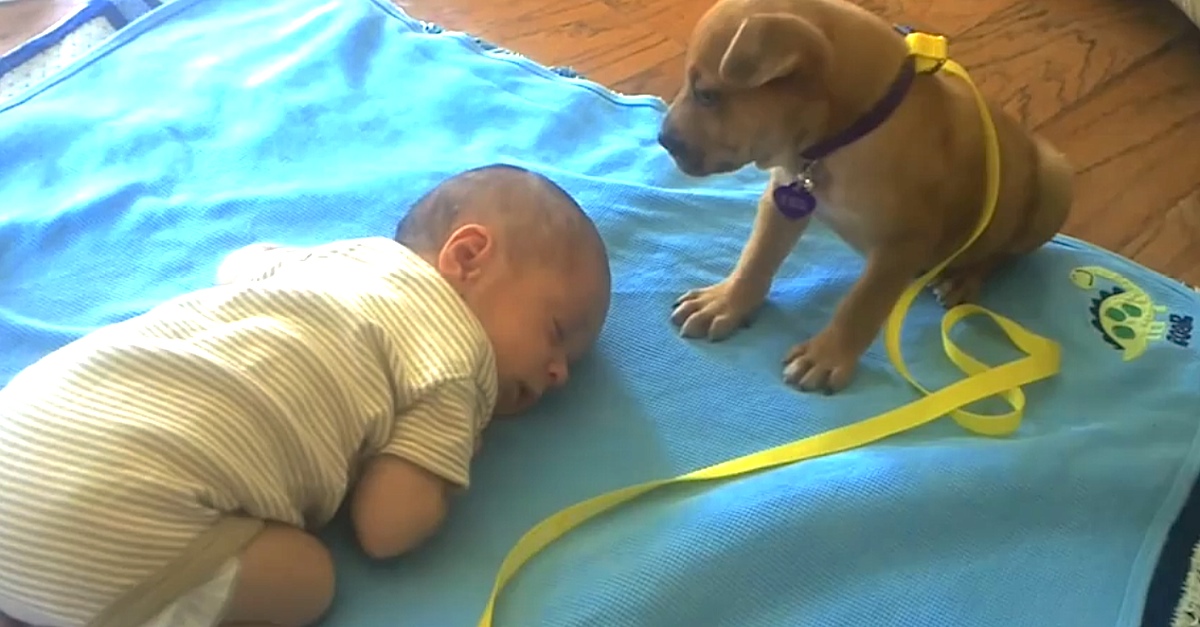 Perrito Pequeño Se Acurruca Encima De Recién Nacido Y Hace Lo Más Tierno Del Mundo